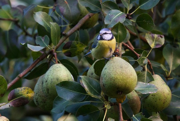 Foto van een Pimpelmees, Twente