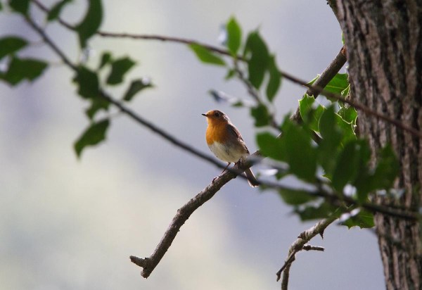Foto van een Roodborst, Twente