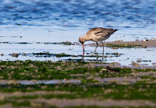 Foto van een Rosse Grutto, Texel