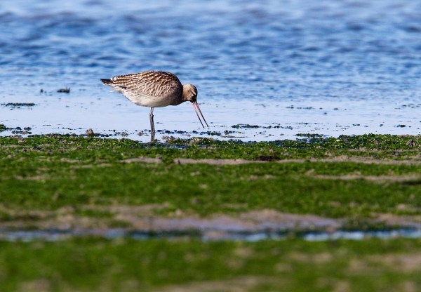 Foto van een Rosse Grutto, Texel