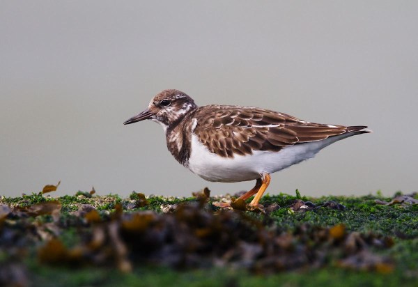 Foto van een Steenloper, Brouwersdam