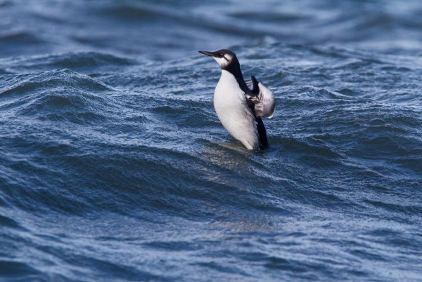 Foto van een Zeekoet bij de Brouwersdam