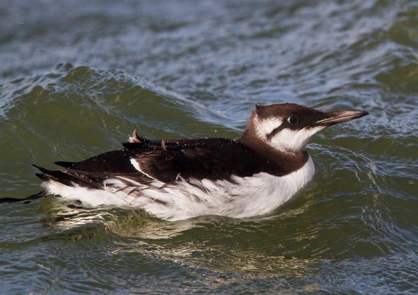 Foto van een Zeekoet bij de Brouwersdam
