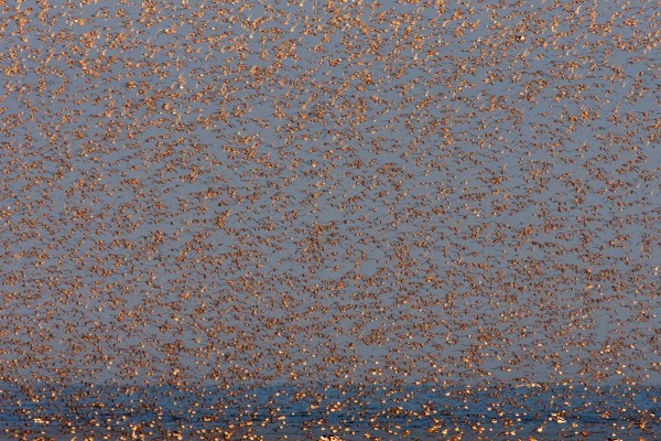 Foto van een vlucht Kanoeten, The Wash, Norfolk, Engeland