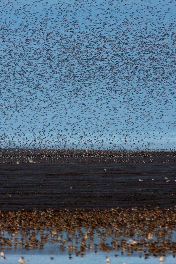 Foto van een vlucht Kanoeten, The Wash, Norfolk, Engeland
