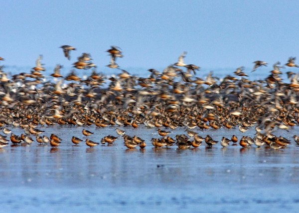 Foto van een vlucht Kanoeten, The Wash, Norfolk, Engeland