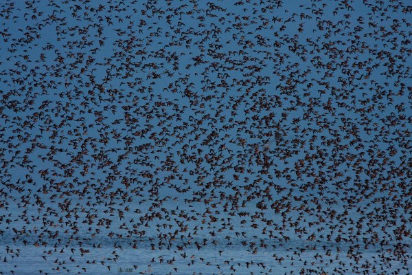 Foto van een vlucht Kanoeten, The Wash, Norfolk, Engeland