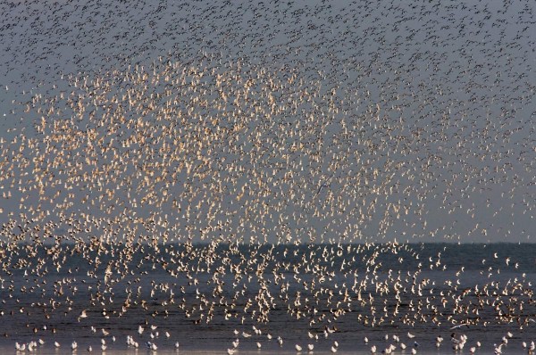 Foto van een vlucht Kanoeten, The Wash, Norfolk, Engeland