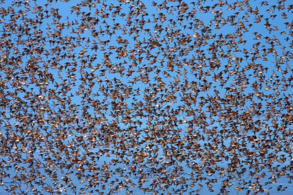 Foto van een vlucht Kanoeten, The Wash, Norfolk, Engeland