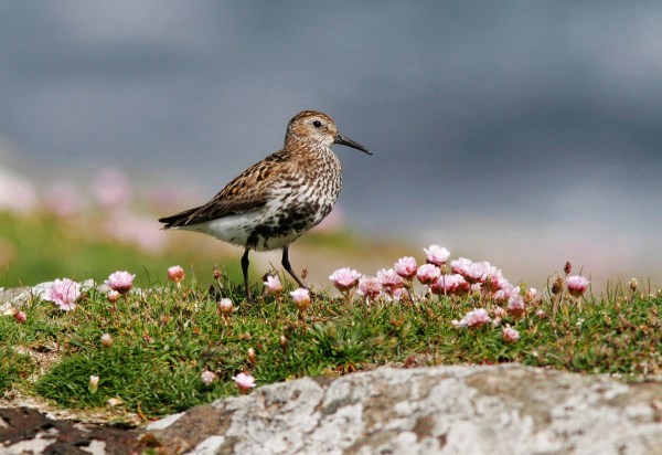 Foto van een Bonte Strandloper, Noss, Shetland