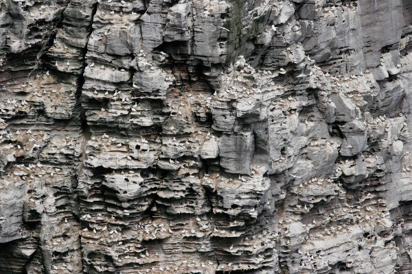 Foto van Jan-van-genten, Noss, Shetland