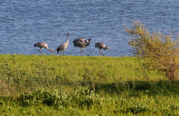 Foto van Kraanvogels, Lac du Der, Frankrijk