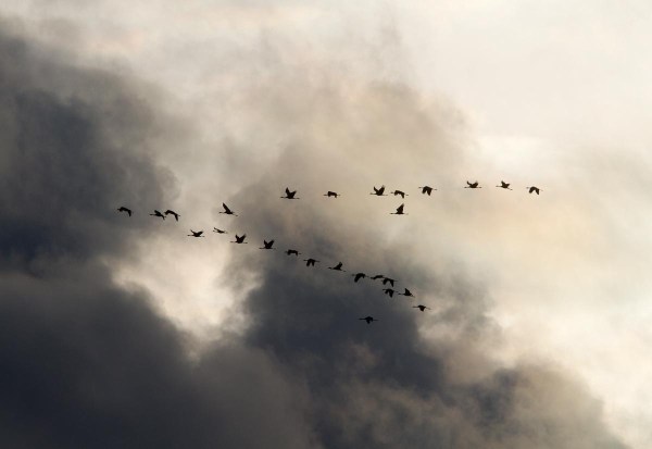 Foto van Kraanvogels, Lac du Der, Frankrijk