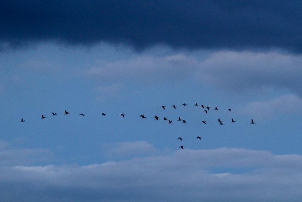 Foto van Kraanvogels, Lac du Der, Frankrijk