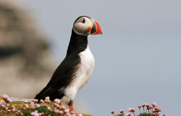 Foto van een Papegaaiduiker, Noss, Shetland