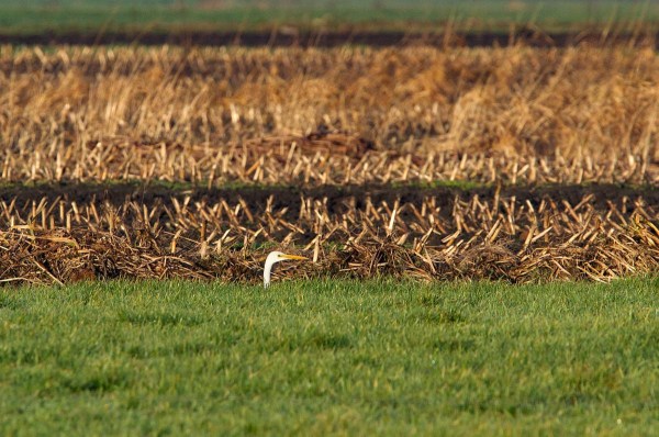 Foto van een Grote Zilverreiger, Westbroek