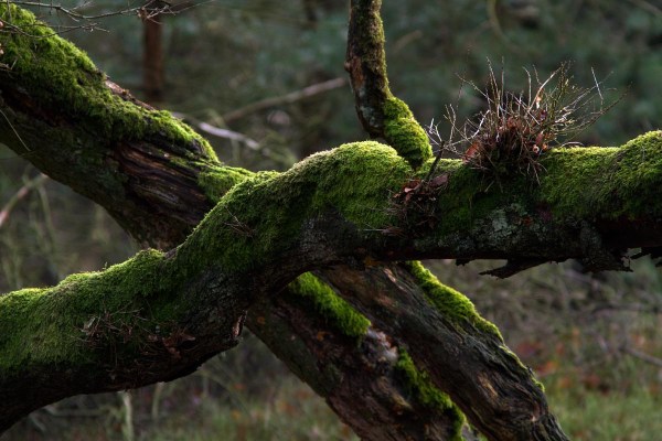 Foto van het Deelerwoud, Veluwe