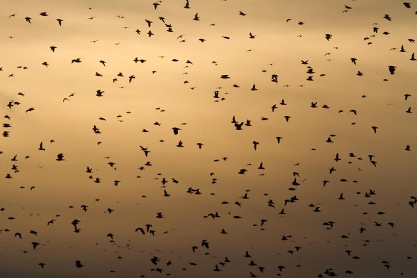 Foto van Goudplevieren, Bantpolder, Lauwersmeer