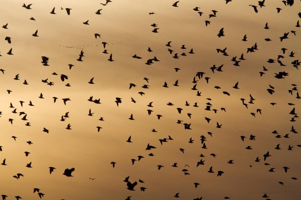 Foto van Goudplevieren, Bantpolder, Lauwersmeer