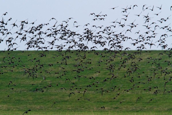 Foto van Goudplevieren, Bantpolder, Lauwersmeer