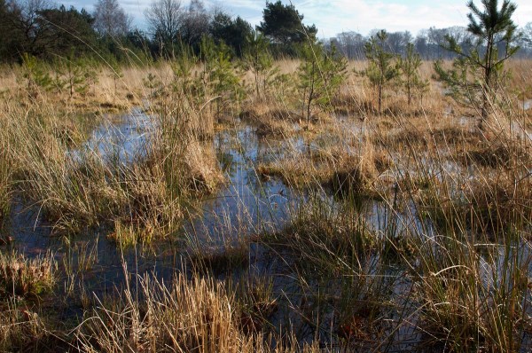 Foto van het Leersumse Veld, Leersum