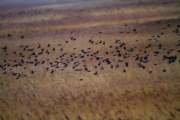 Foto van Spreeuwen, Kollumerwaard, Lauwersmeer