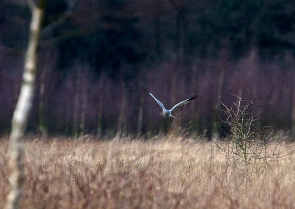Foto van een Blauwe Kiekendief, Reijerscamp, Wolfheze