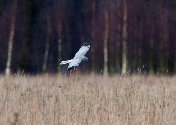 Foto van een Blauwe Kiekendief, Reijerscamp, Wolfheze