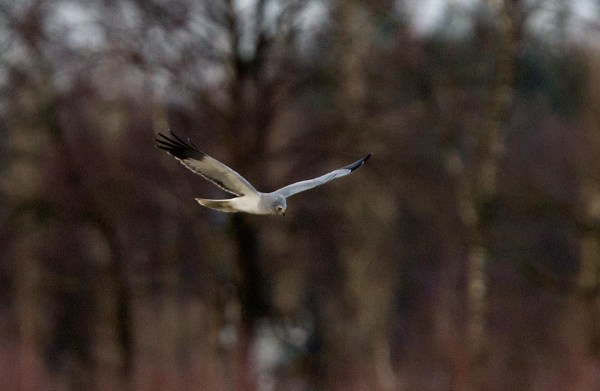 Foto van een Blauwe Kiekendief, Reijerscamp, Wolfheze