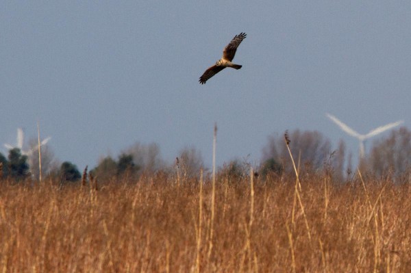 Foto van een Blauwe Kiekendief, Tiengemeten