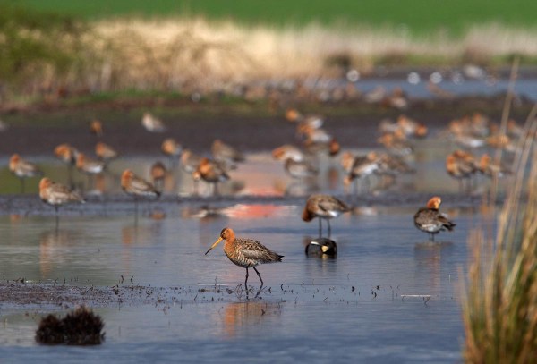 Foto van Grutto's, Waverhoek