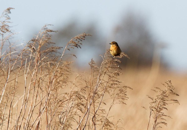 Foto van een Roodborsttapuit, Tiengemeten