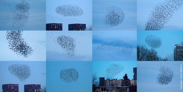 Foto van een Spreeuwenwolk boven Kanaleneiland, Utrecht