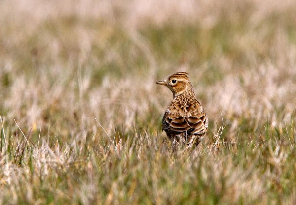Foto van een Veldleeuwerik, Waal en Burg, Texel