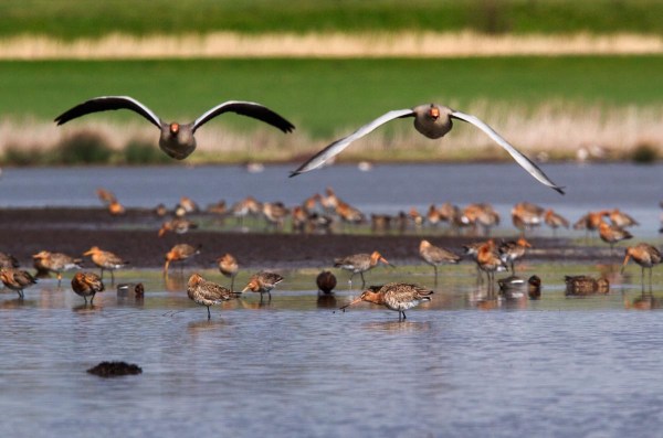 Foto van Grutto's en Grauwe Ganzen, Waverhoek