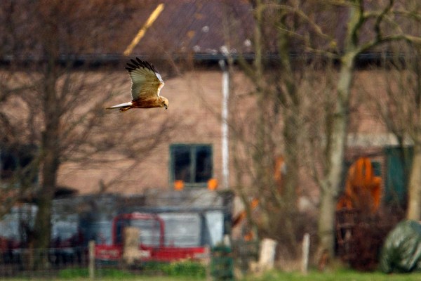 Foto van een Bruine Kiekendief, Texel