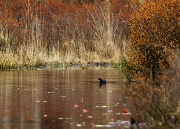 Foto van een Dodaars, Nationaal Park Meinweg