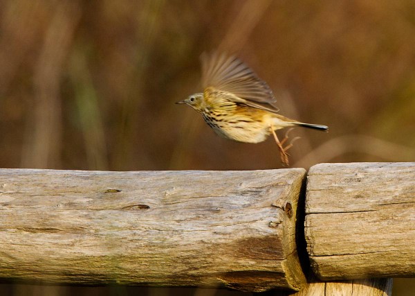 Foto van een Graspieper, de Slufter, Texel