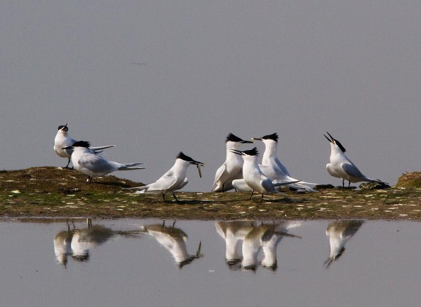 Foto van Grote Sterns, Ottersaat, Texel