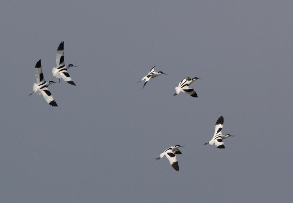 Foto van Kluten boven Ottersaat, Texel