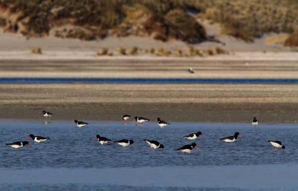 Foto van Scholeksters, de Slufter, Texel