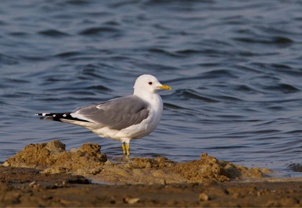 Foto van een Stormmeeuw, de Slufter, Texel