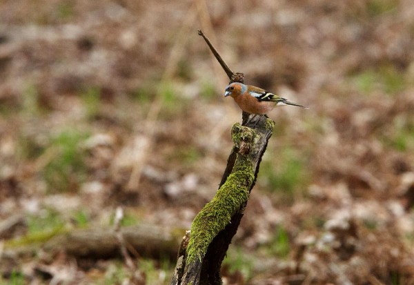 Foto van een Vink, Nationaal Park Meinweg