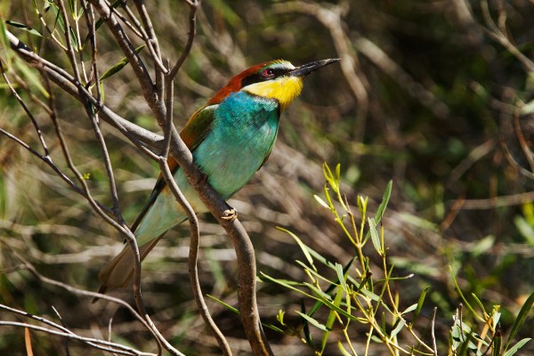 Foto van een Bijeneter, Coto Doñana, Spanje