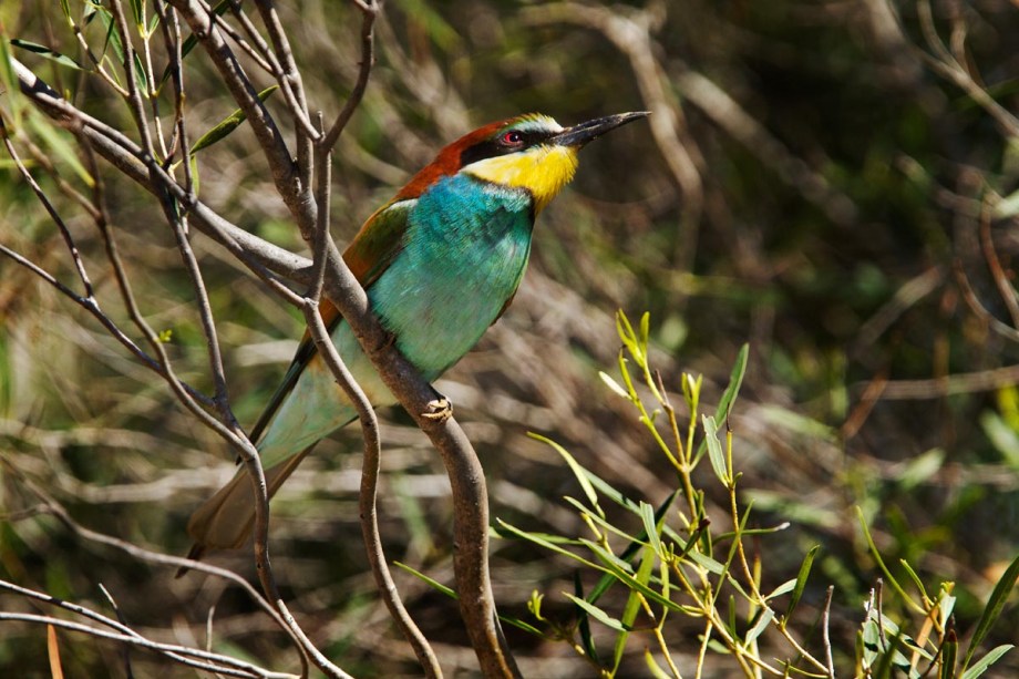 Foto van een Bijeneter, Coto Doñana, Spanje