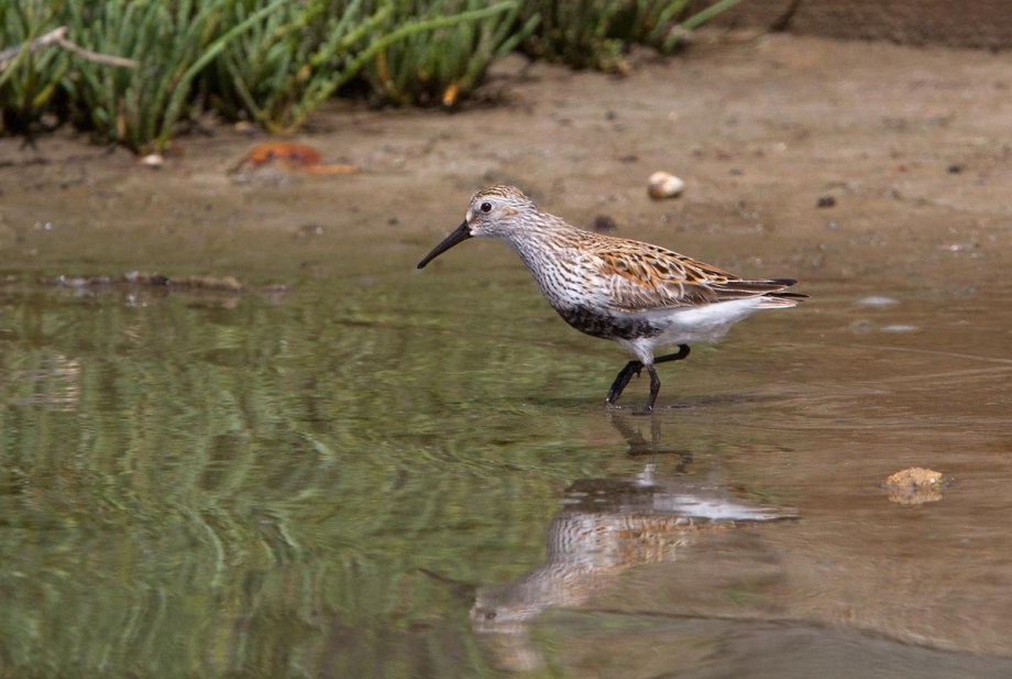 Foto van een Bonte Strandloper, Marismas del Odiel, Huelva, Spanje