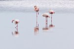 Flamingo’s