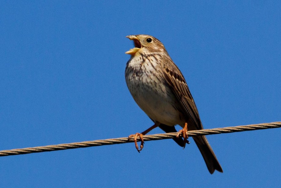 Foto van een Grauwe Gors, Coto Doñana, Spanje