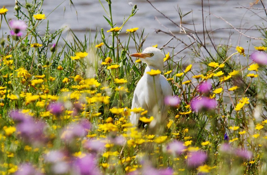 Foto van een Koereiger, Coto Doñana, Spanje