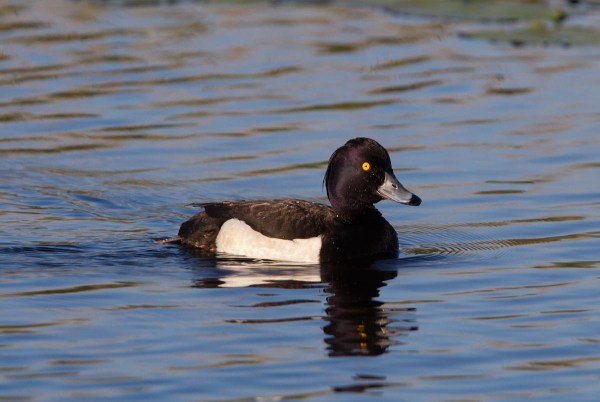 Foto van een Kuifeend, Zouweboezem